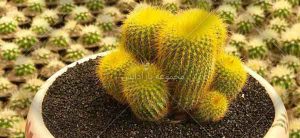 تولید کننده کاکتوس های معمولی و خاص گلخانه فرخی زاده