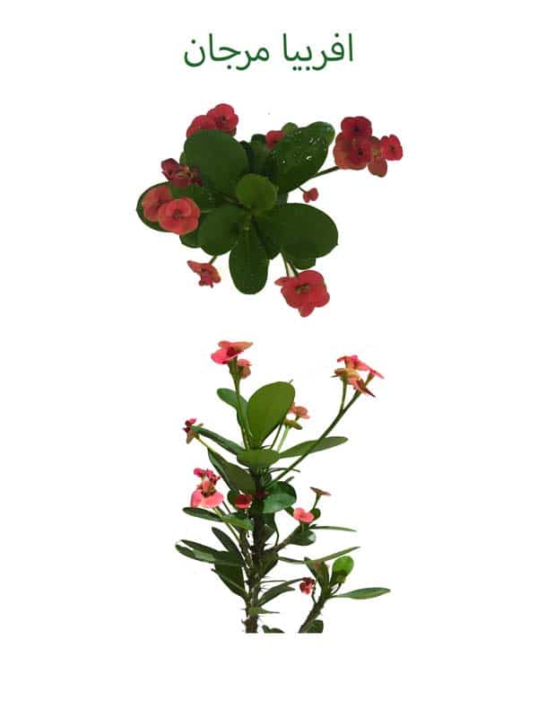 افربیا مرجان گل قرمز جایزه مسابقات اینترنتی