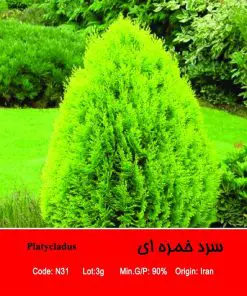 بذر درخت سرو خمره ای Platycladus