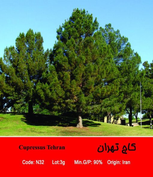 بذر درخت کاج تهران Cupressus Tehran