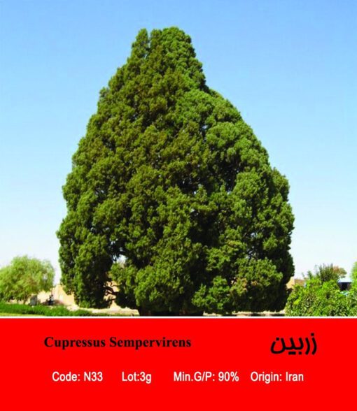 بذر درخت کاج زربین Cupressus Sempervirens