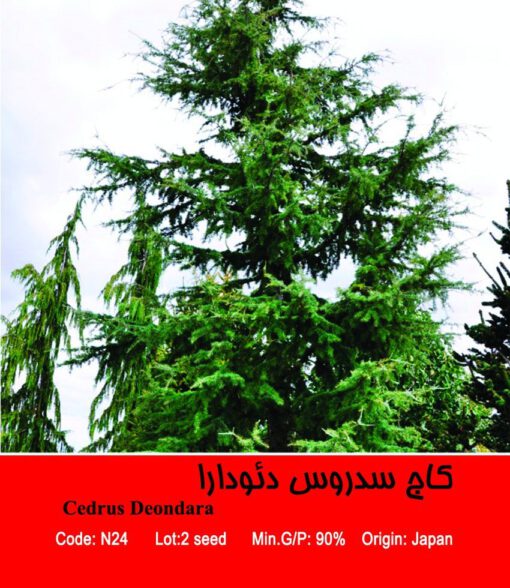 بذر درخت کاج سدروس دئودرا Sedrus Deondara