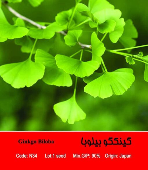 بذر درخت گینکگو بیلوبا Ginkgo Biloba