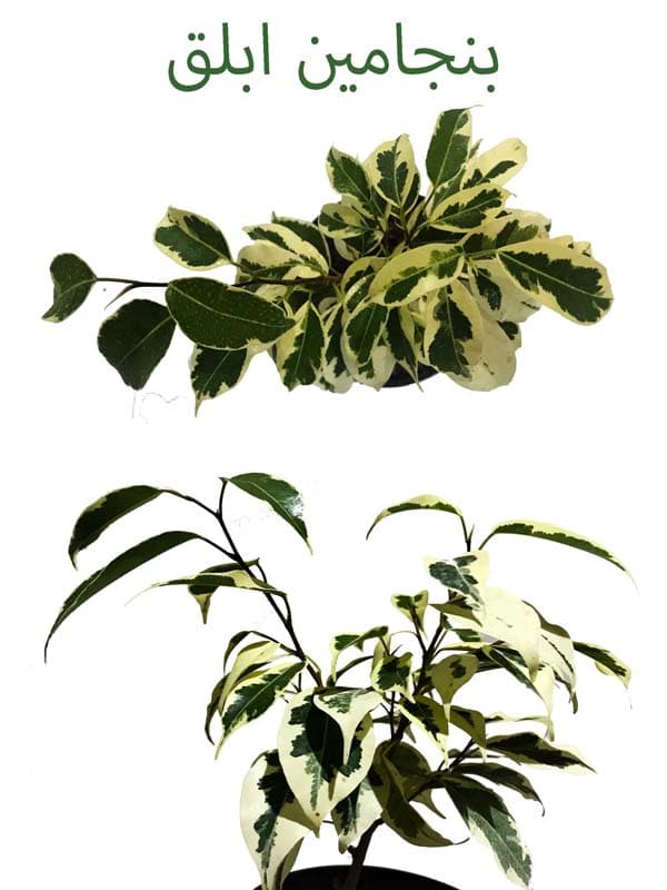 جایزه مسابقات اینترنتی بنجامین ابلق مسابقه