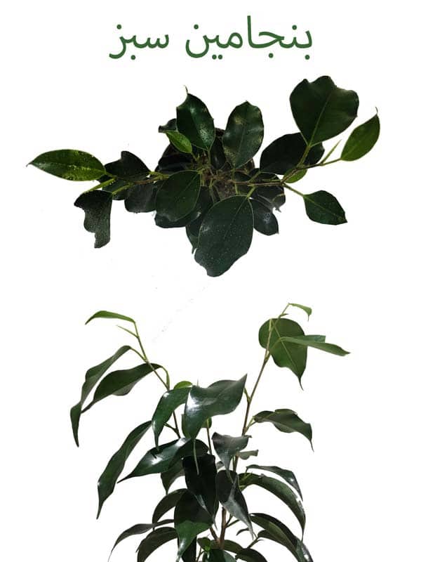 جایزه مسابقات اینترنتی بنجامین سبز مسابقه