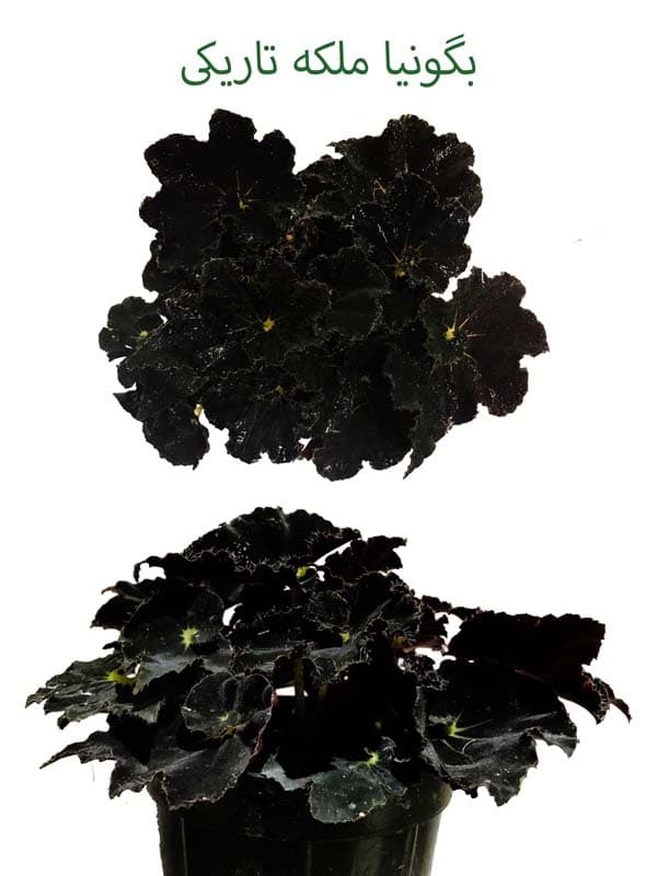 بگونیا روه پادشاه جایزه ویژه برای نفر اول سری سوم مسابقات گلکده پارادایس