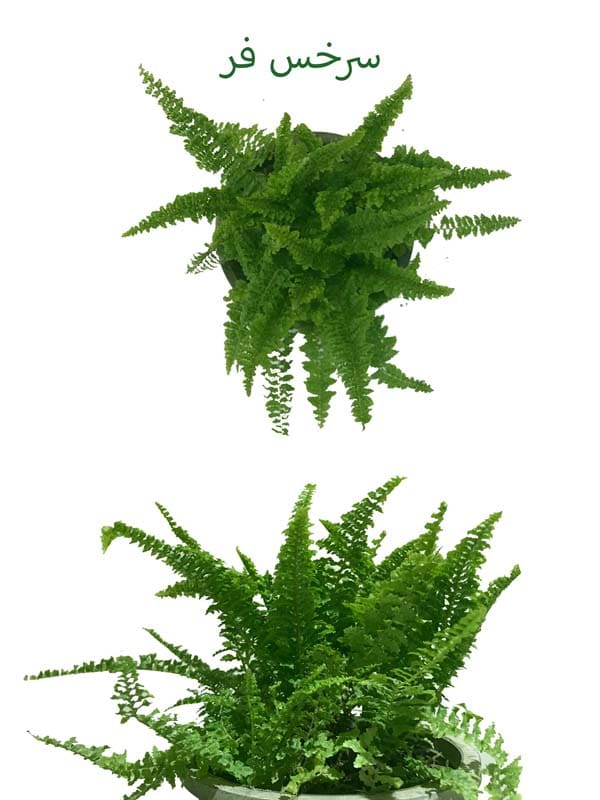 سرخس فر جایزه این سری مسابقات اینترنتی مجموعه پارادایس