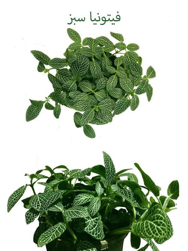 فیتونیا سبز جایزه سری سوم مسابقات اینترنی