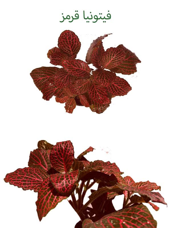 فیتونیا قرمز جایزه ویژه این سری مسابقات اینترنتی گلکده پارادایس