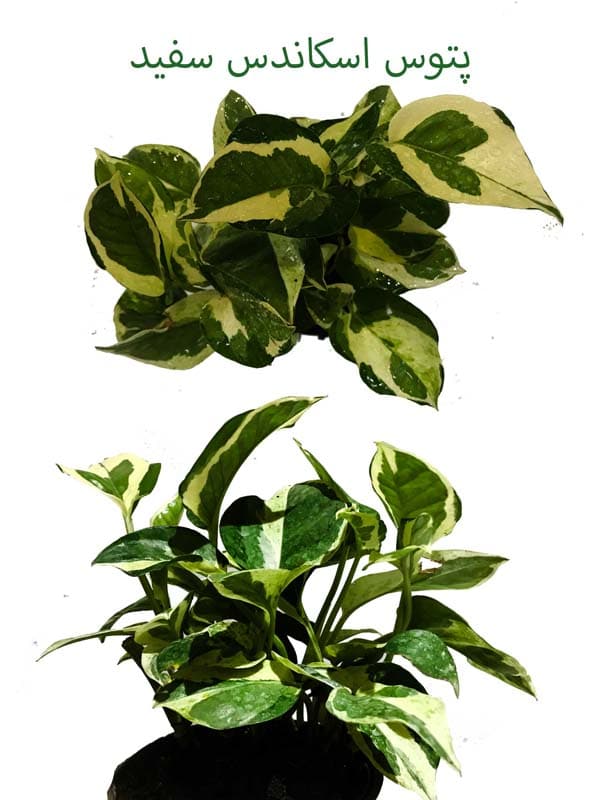 جایزه مسابقات اینترنتی پتوس اسکاندس سفید مسابقه