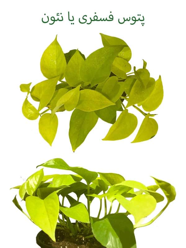 جایزه مسابقات اینترنتی پتوس فسفری یا نئون مسابقه