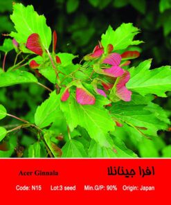 بذر درخت افرا جینانلا Acer Ginnala