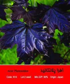 بذر درخت افرا پلانتانید Acer Plantanoides