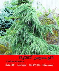 بذر درخت کاج سدروس آتلانتیکا Cedrus Atlantica