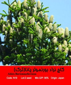 بذر کاج نراد بورنمولریانا Abies Bornmuelleriana