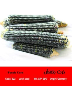 بذر ذرت بنفش Purple Corn