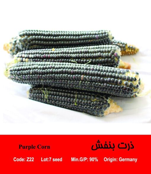 بذر ذرت بنفش Purple Corn