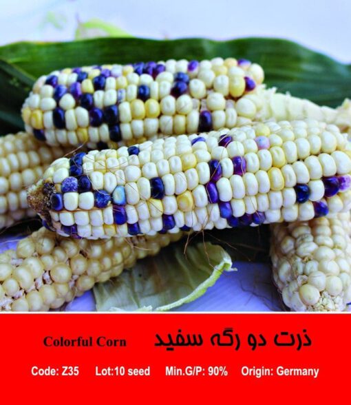 بذر ذرت سفید دورگه Colorful Corn