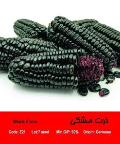 بذر ذرت مشکی Black Corn