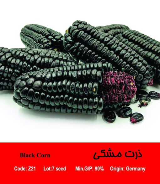 بذر ذرت مشکی Black Corn