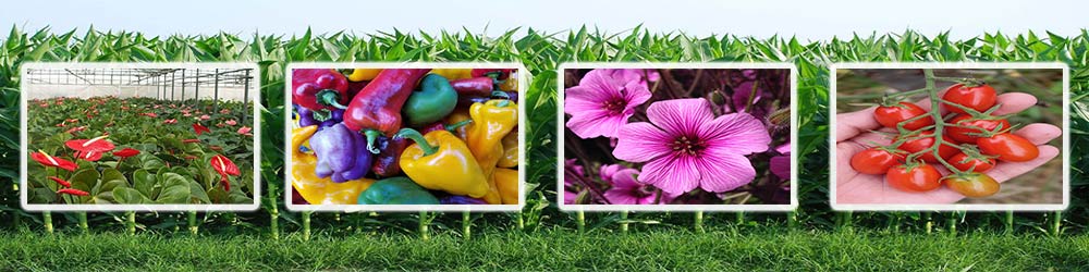 فواید پتاسیم بنر طراحی شده در خصوص محصولات و گیاهان زینتی