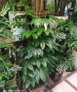 درختچه مصنوعی درجه یک AFN126
