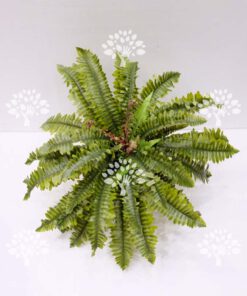 سرخس مصنوعی کد AFA461