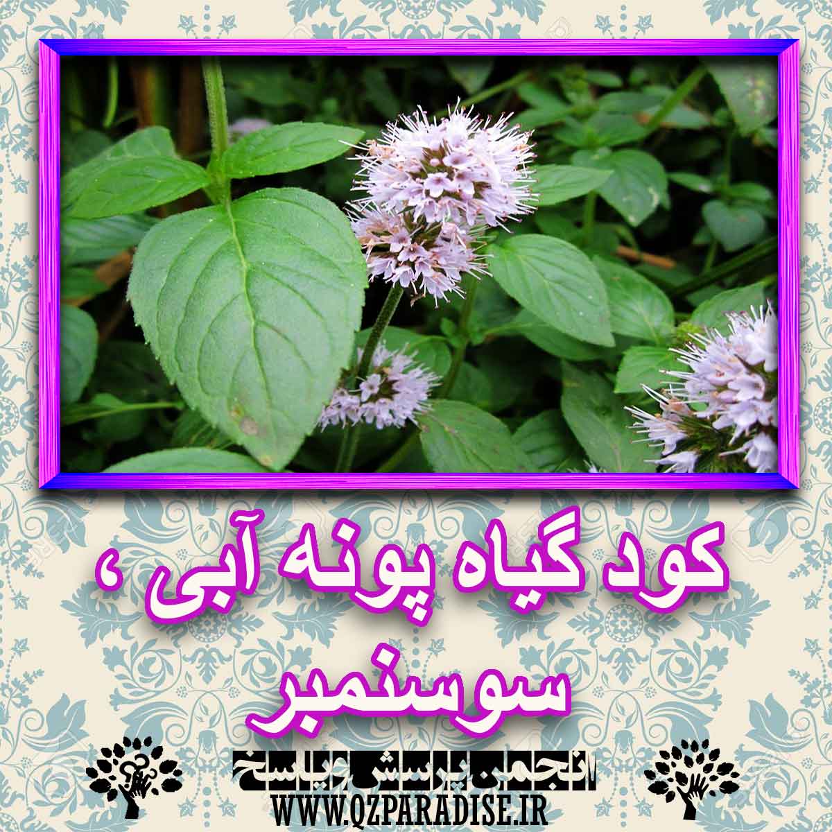 خواص استفاده از گیاه-پونه-آبی-سوسنمبر لوزوی را شرح دهید ؟ 000f4f4117b1fcc20d1a54229a4cbb93e55cedc2 227 - خواص استفاده از گیاه-پونه-آبی-سوسنمبر لوزوی را شرح دهید ؟