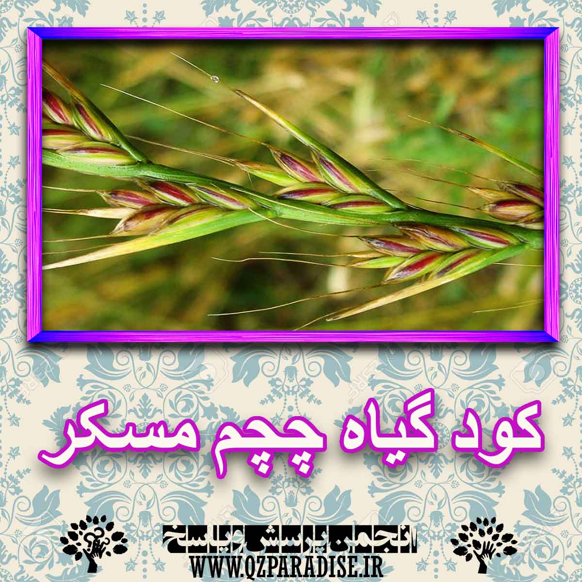 خواص استفاده از گیاه-چچم-مسکر. را شرح دهید ؟ 0030710cf1b114b8d69a8971c14536c1d0a1a785 227 - خواص استفاده از گیاه-چچم-مسکر. را شرح دهید ؟