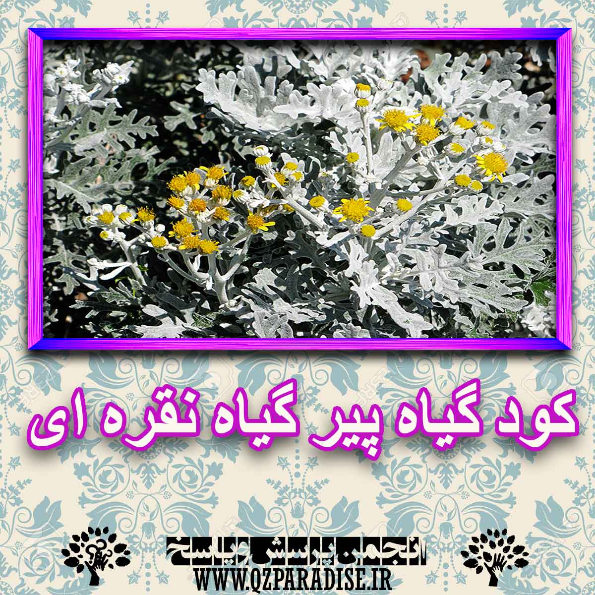 خواص استفاده از کود گیاه پیر گیاه نقره ای را شرح دهید ؟ 00328c29896e8c7d301f30b6328392dcf0f82430 227 - خواص استفاده از کود گیاه پیر گیاه نقره ای را شرح دهید ؟