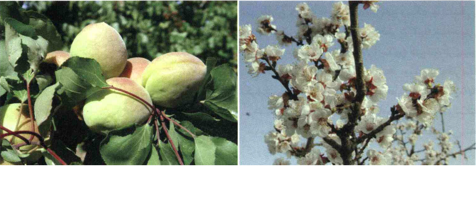 کود مناسب گیاه زردآلو ، قیسی چیست و چه خاصیتی دارد؟ 009330b58ad10de0c744674e82843b73f8287881 14 - کود مناسب گیاه زردآلو ، قیسی چیست و چه خاصیتی دارد؟