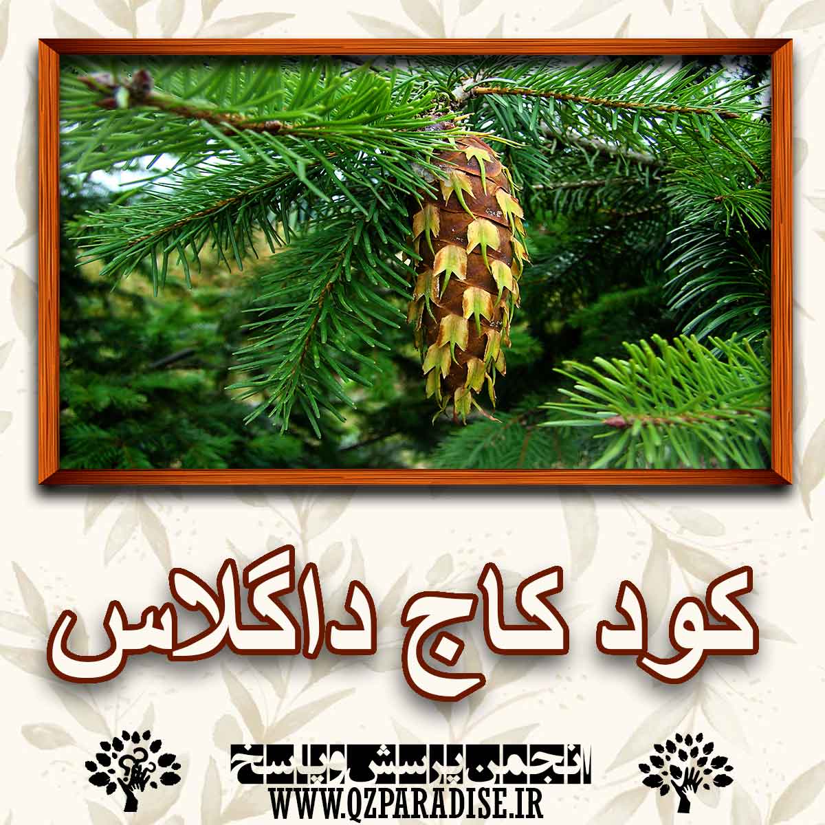 کود مناسب درخت کاج داگلاس را شرح دهید ؟ 00a5c36785587d8bd163f044e4e1be54b6485bc4 147 - کود مناسب درخت کاج داگلاس را شرح دهید ؟