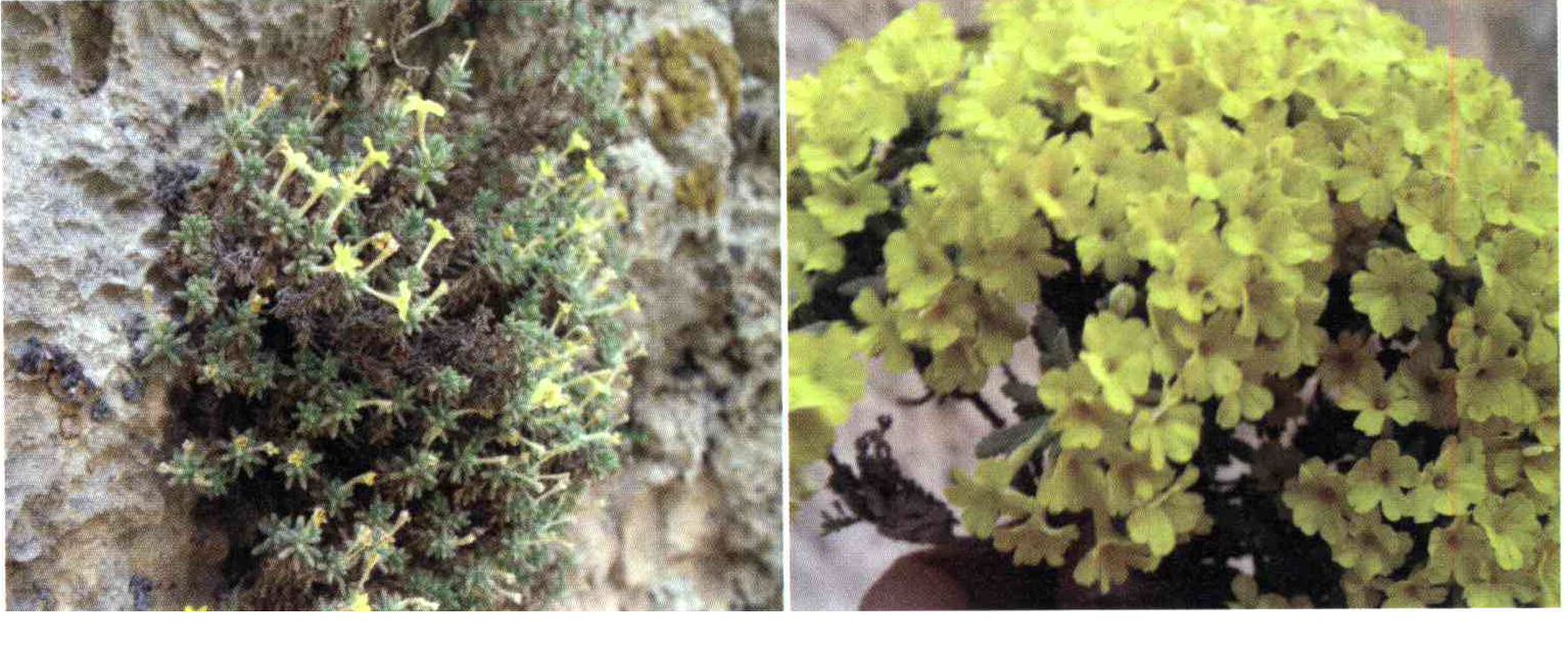 کود مناسب گیاه علف بیدی چیست و چه خاصیتی دارد؟ 00de4ad323f9d1b9d1e2df305068f55ad20fe3f6 14 - کود مناسب گیاه علف بیدی چیست و چه خاصیتی دارد؟