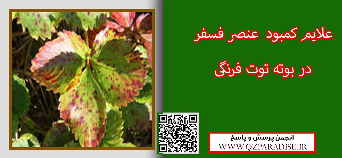 کود مناسب گیاه توت فرنگی را شرح دهید ؟ 00e98fec4fb7cd79b39f16bc65cfe321a147a73e 14 - کود مناسب گیاه توت فرنگی را شرح دهید ؟