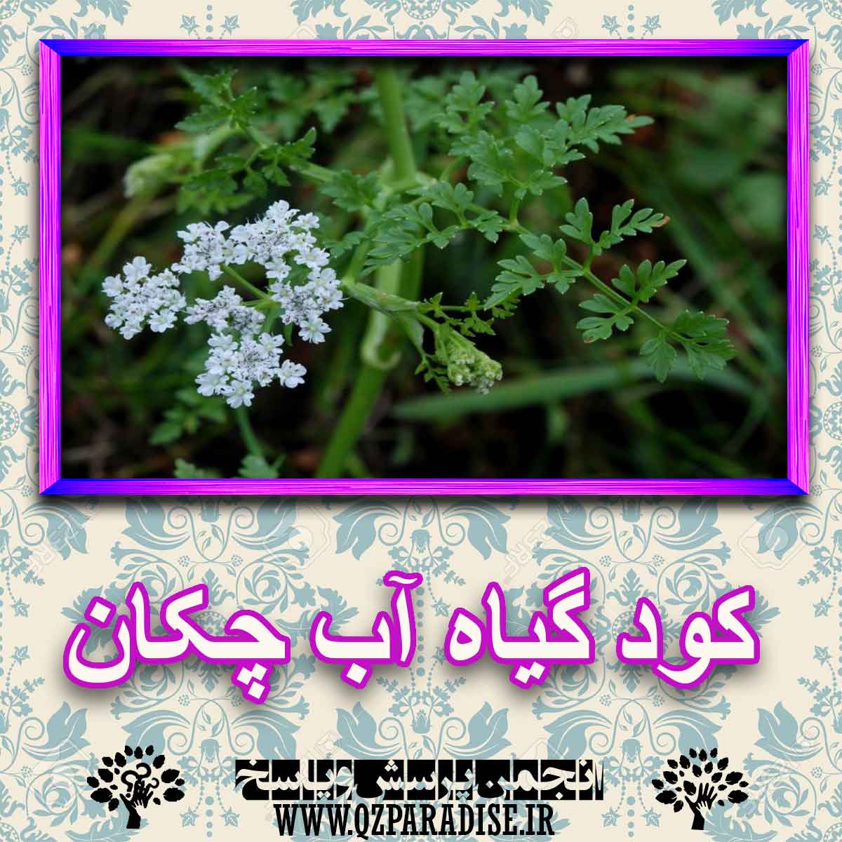 کود مناسب گیاه آب چکان چیست و چه خاصیتی دارد؟ 01a65ebdc580a639f4f28959a3b5c8b9e4876797 227 - کود مناسب گیاه آب چکان چیست و چه خاصیتی دارد؟