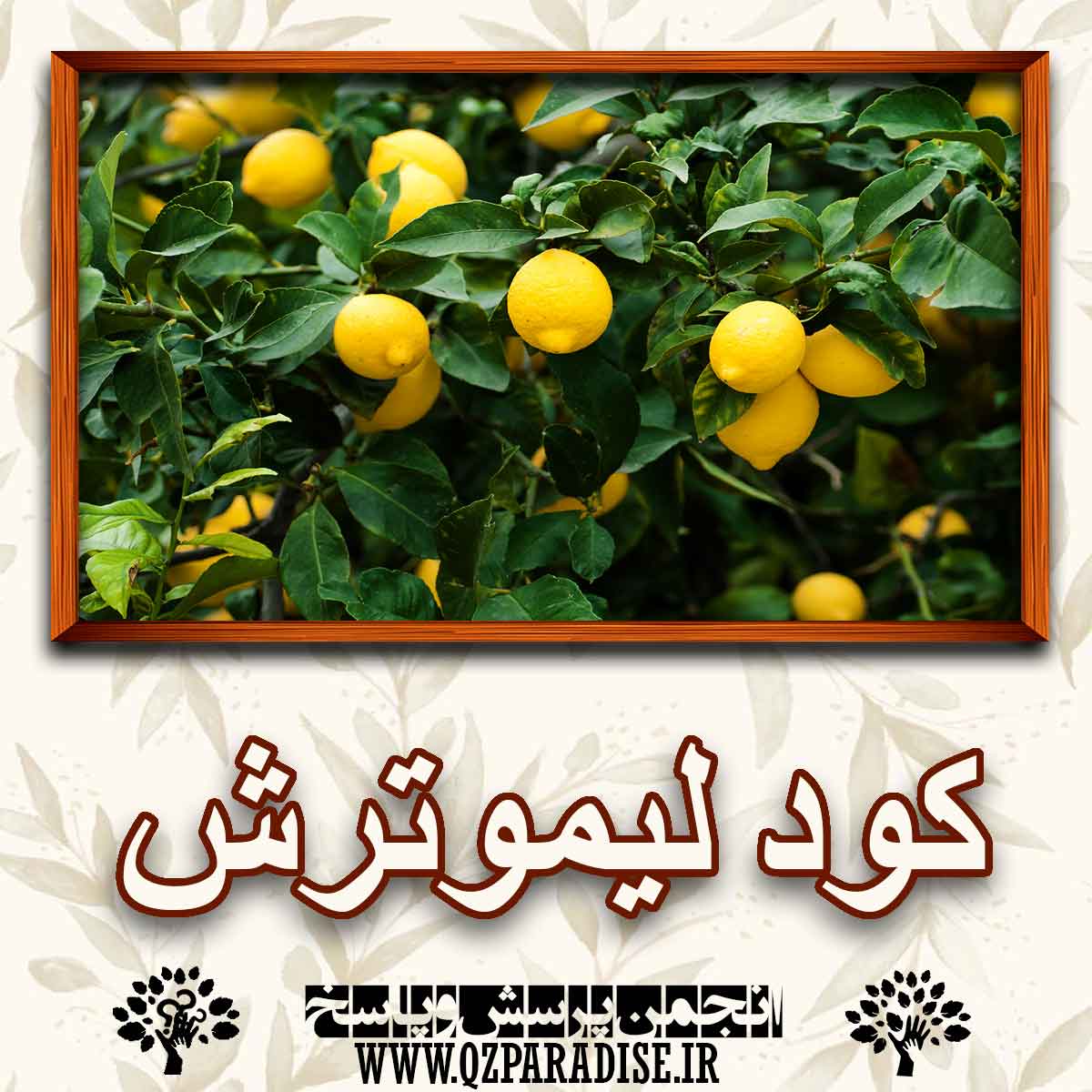 خواص و فواید کود لیمو ترش را شرح دهید ؟ 01e5f4a4e7b8429fe42893677df8a60444b15fa7 227 - خواص و فواید کود لیمو ترش را شرح دهید ؟