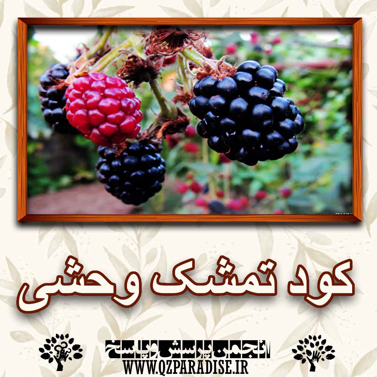 کود مناسب گیاه تمشک وحشی را شرح دهید ؟ 02a8b64ab5301ce2c89bf3d8686a312fbca67781 147 - کود مناسب گیاه تمشک وحشی را شرح دهید ؟