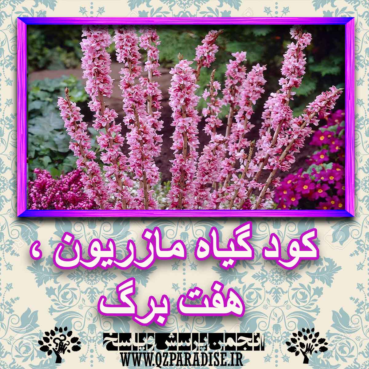 کود مناسب گیاه مازریون ، هفت برگ چیست و چه خاصیتی دارد؟ 02be493a6760a3ebdf883da47d57a0d0a1878c34 227 - کود مناسب گیاه مازریون ، هفت برگ چیست و چه خاصیتی دارد؟