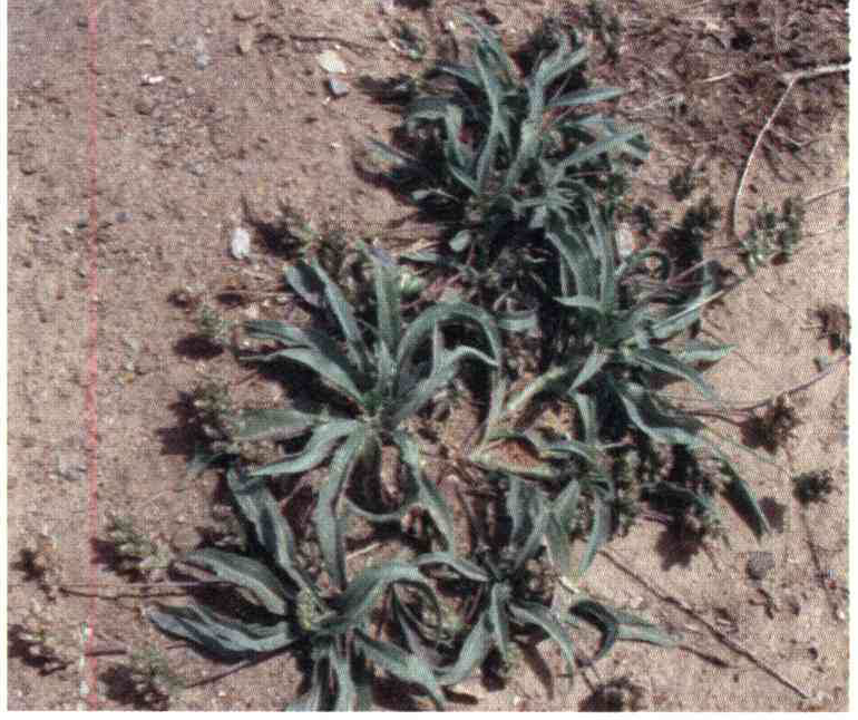 کود مناسب گیاه بارهنگ ساقه آغوش چیست و چه خاصیتی دارد؟ 02c7eef2f3c6240ea48694284d6bf5bb16fe4f99 14 - کود مناسب گیاه بارهنگ ساقه آغوش چیست و چه خاصیتی دارد؟