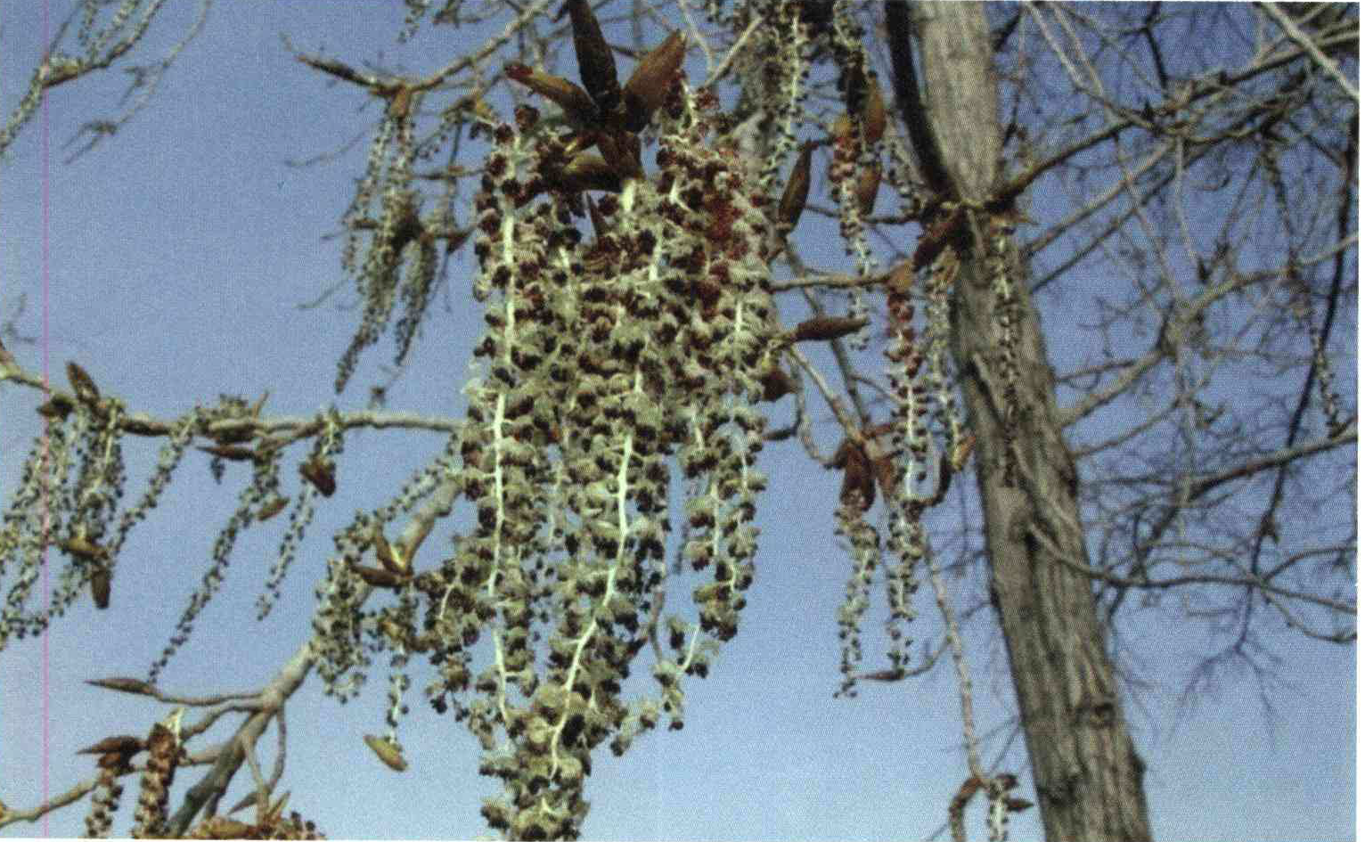 03a2664a29b428228962c5ea221cecc4ba3b248c 14 - کود مناسب گیاه سپیدار ، سفیدار ، کبوده ، ارشنه چیست و چه خاصیتی دارد؟