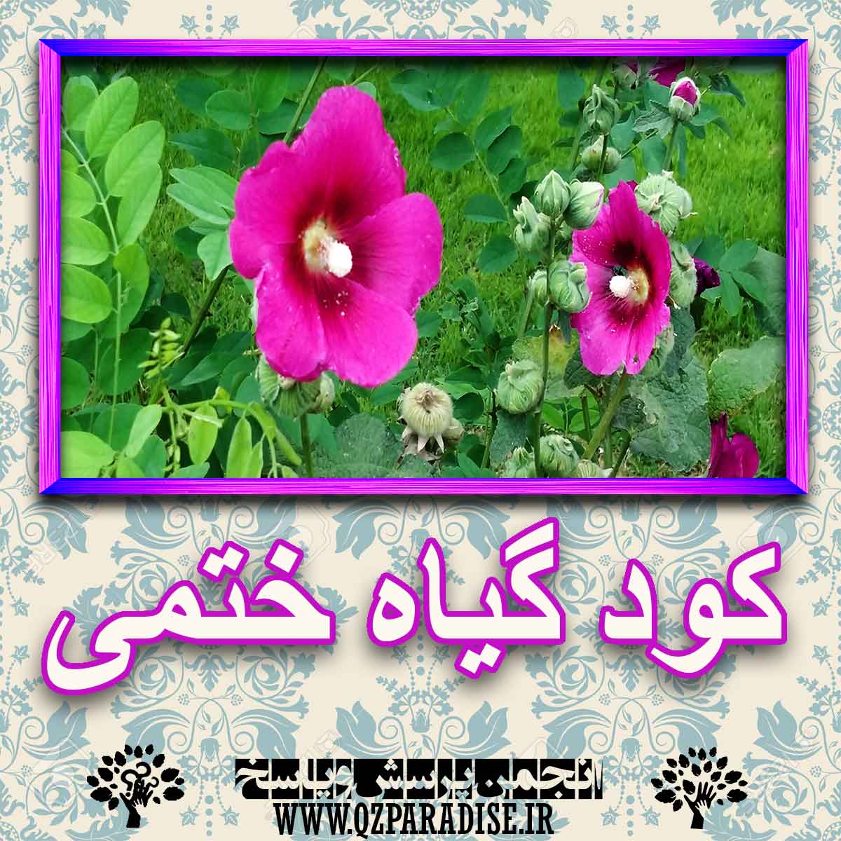 خواص استفاده از گیاه- ختمی را شرح دهید ؟ 03a6e31ae80f360a88da2990af86fde5f6bdb512 227 - خواص استفاده از گیاه- ختمی را شرح دهید ؟