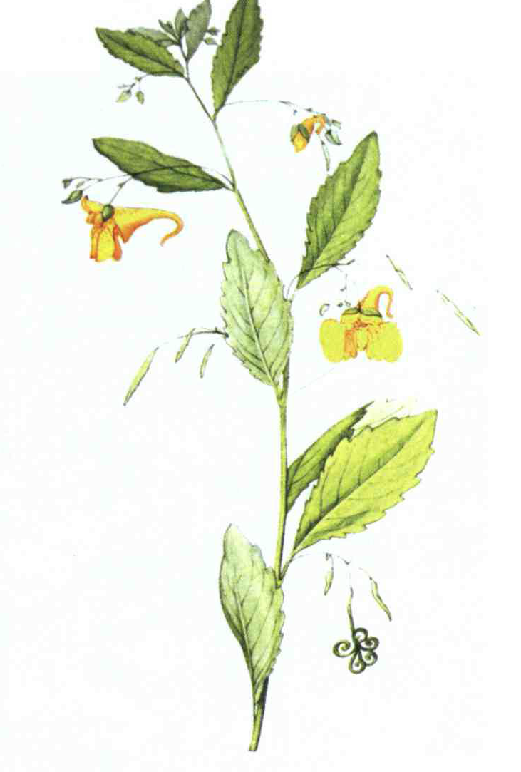 خواص استفاده از کود گیاه گل بی صبر شرح دهید ؟ 0415b7a9e908a32e6f2b1ea24813330b71ecb0ed 14 - خواص استفاده از کود گیاه گل بی صبر شرح دهید ؟