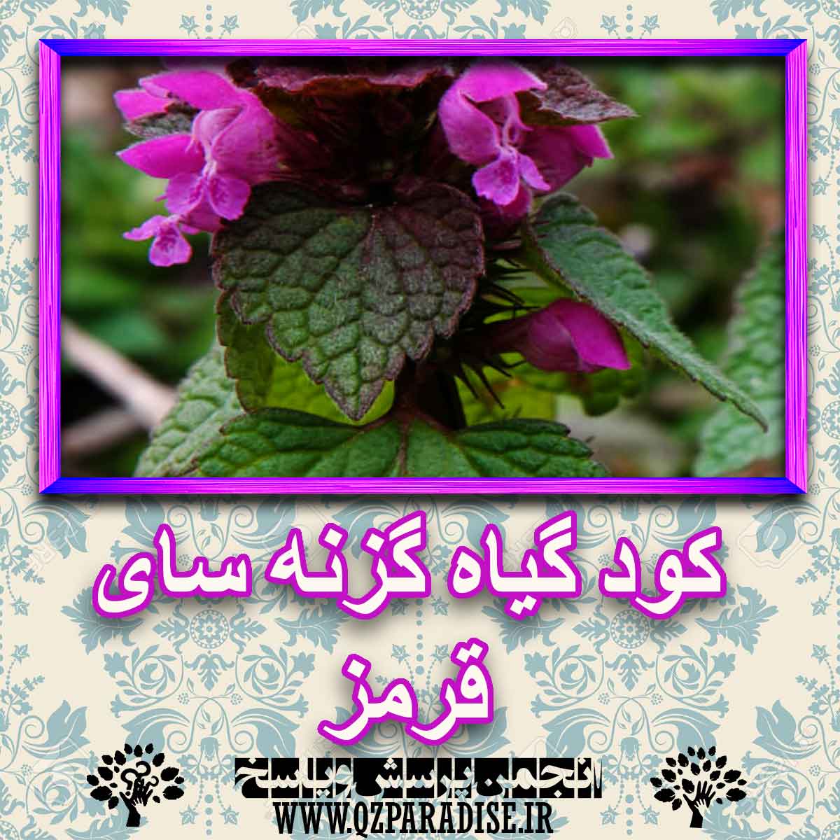 خواص استفاده از گیاه-گزنه-سای-قرمز را شرح دهید ؟ 041f0a1c4a88998916c405eab5d0bffa1c89f173 227 - خواص استفاده از گیاه-گزنه-سای-قرمز را شرح دهید ؟