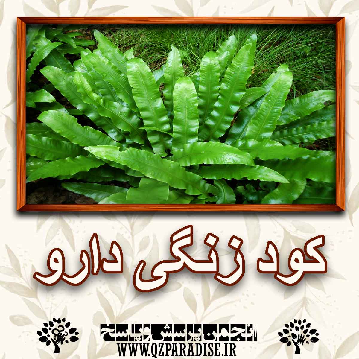 0432d011a69c2d113333a1c7d2ad384faa1fa167 147 - کود مناسب گیاه زنگی دارو را شرح دهید ؟