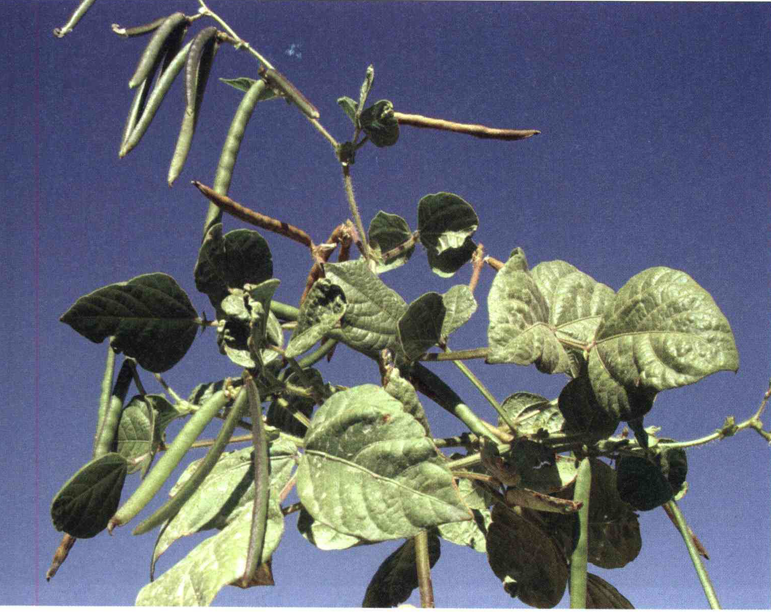 کود مناسب گیاه ماش چیست و چه خاصیتی دارد؟ 043872f760467ac316b09e9af2ecdd36826195ba 14 - کود مناسب گیاه ماش چیست و چه خاصیتی دارد؟