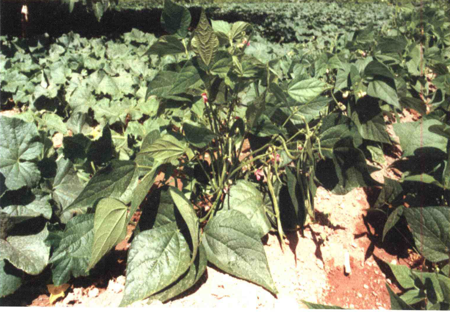 کود مناسب گیاه لوبیا چیست و چه خاصیتی دارد؟ 0479f30937b9c7feddd0a5bd61b044583ed4b30b 14 - کود مناسب گیاه لوبیا چیست و چه خاصیتی دارد؟