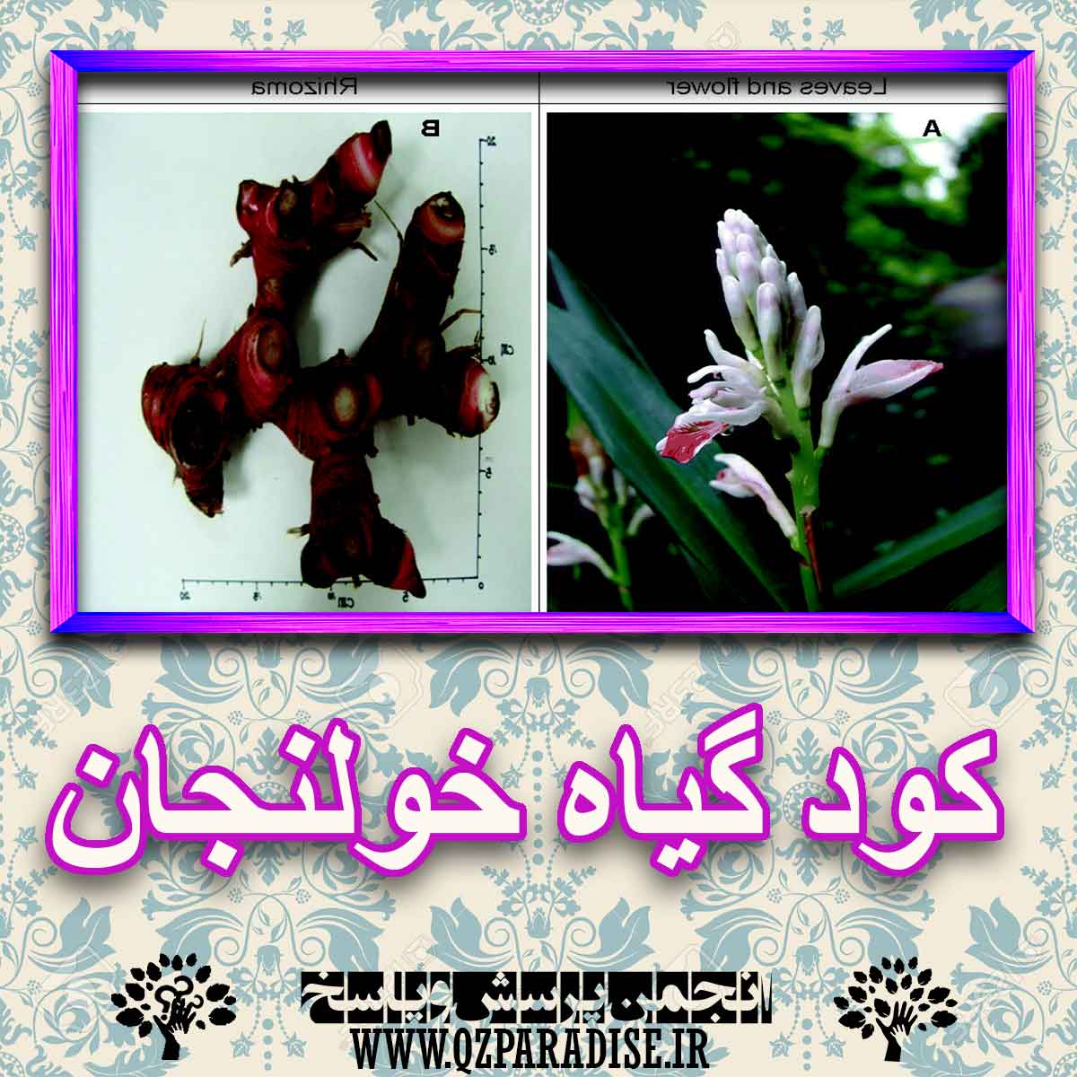 کود مناسب گیاه خولنجان چیست و چه خاصیتی دارد؟ 04b69a5d6b69eb59fc57398f0195576ccb8f8e9b 227 - کود مناسب گیاه خولنجان چیست و چه خاصیتی دارد؟