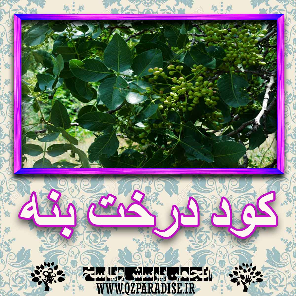 خواص استفاده از کود درخت بنه را شرح دهید ؟ 058fcec459e60de4ddada14f5fea561ef60efdec 227 - خواص استفاده از کود درخت بنه را شرح دهید ؟