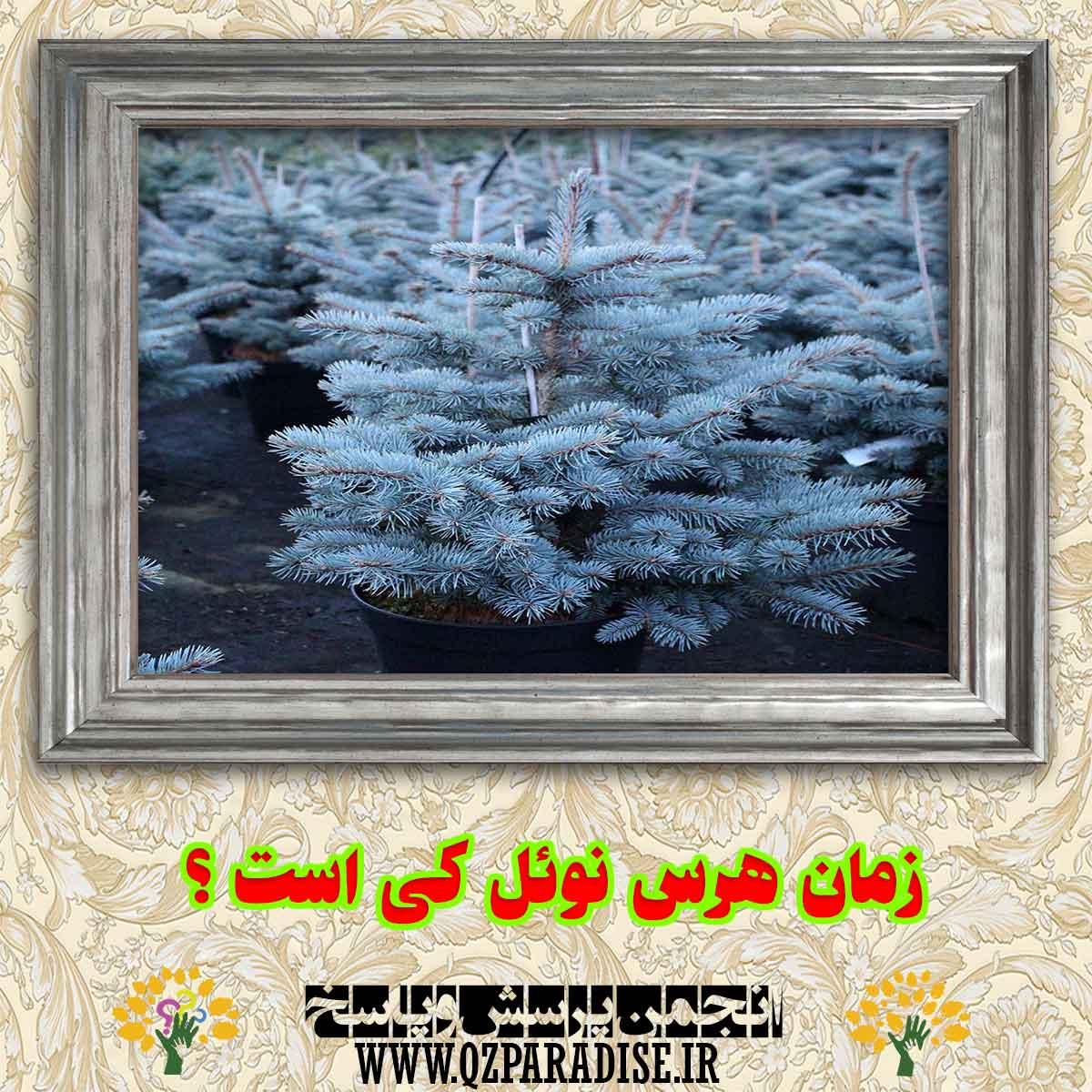 05f790ed885c2eed8ad28c3ce5ad9cfef1a99da1 227 - زمان هرس کردن نوئل کی است؟