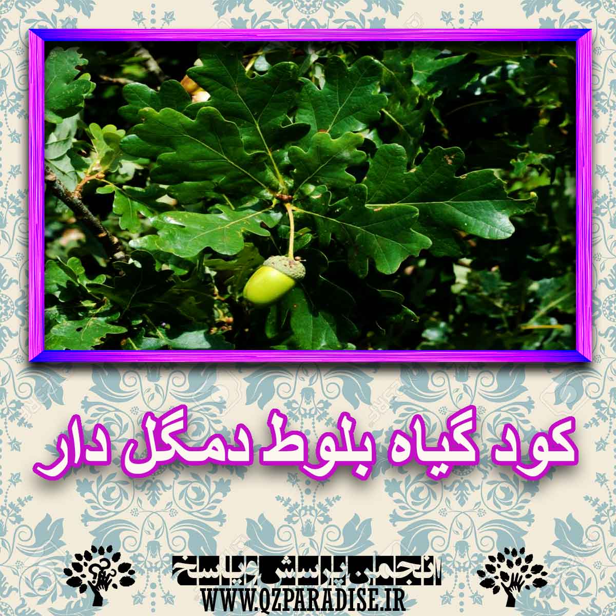 خواص استفاده از کود گیاه بلوط دهگل دار را شرح دهید ؟ 063e3974cda913c48d586608b0e4eb27a5073189 227 - خواص استفاده از کود گیاه بلوط دهگل دار را شرح دهید ؟